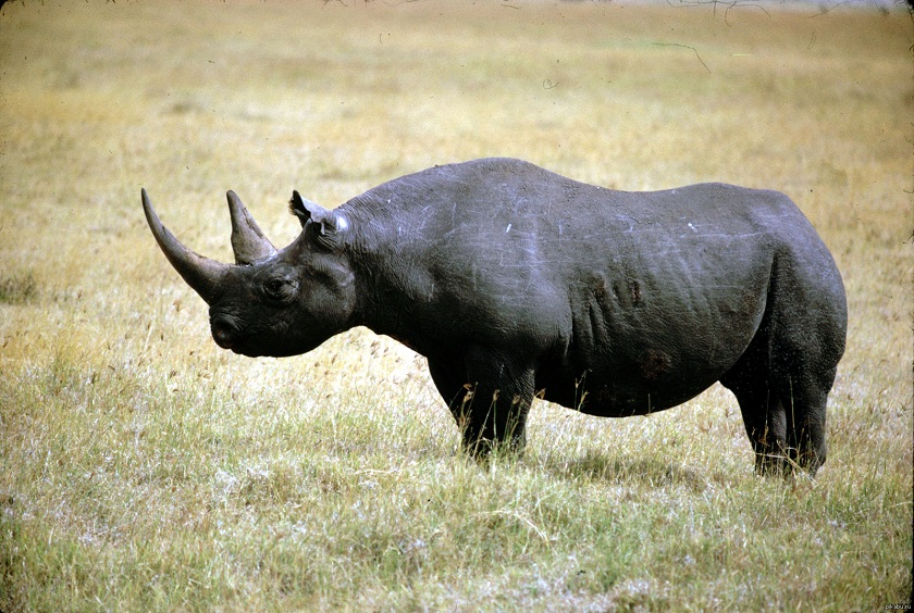 фото черного носорога
